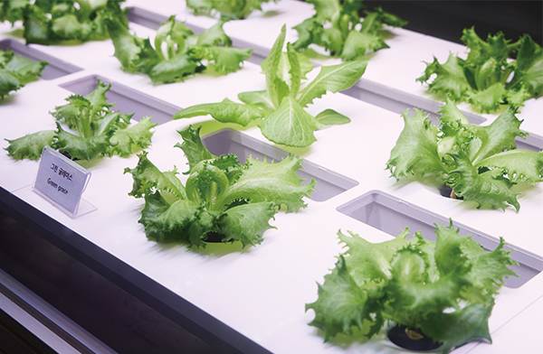 식물 사진